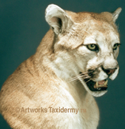 mtn lion